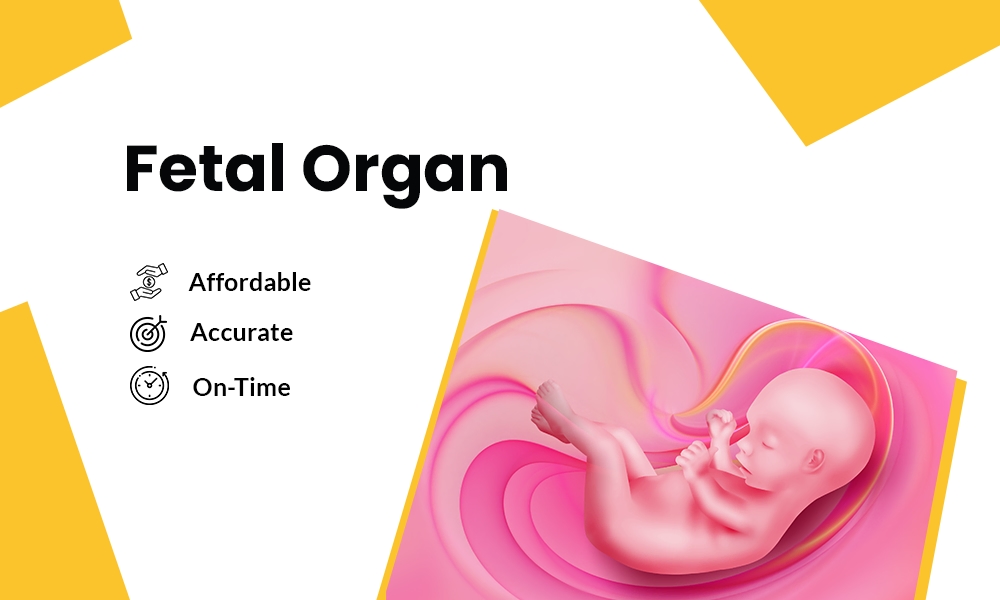 Fetal Organ